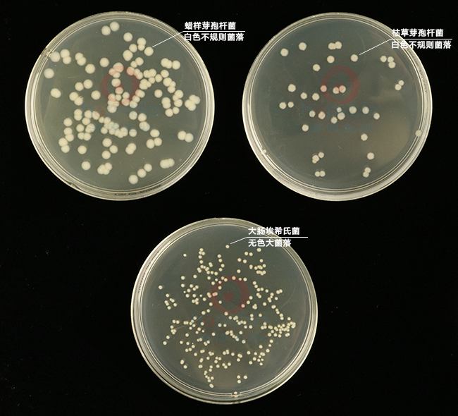 不同细菌在营养琼脂上的生长特征：