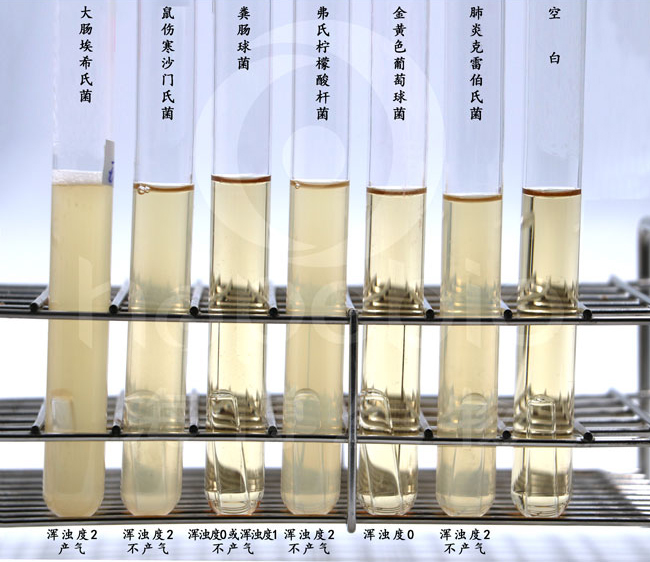 EC肉汤中不同细菌的生长情况