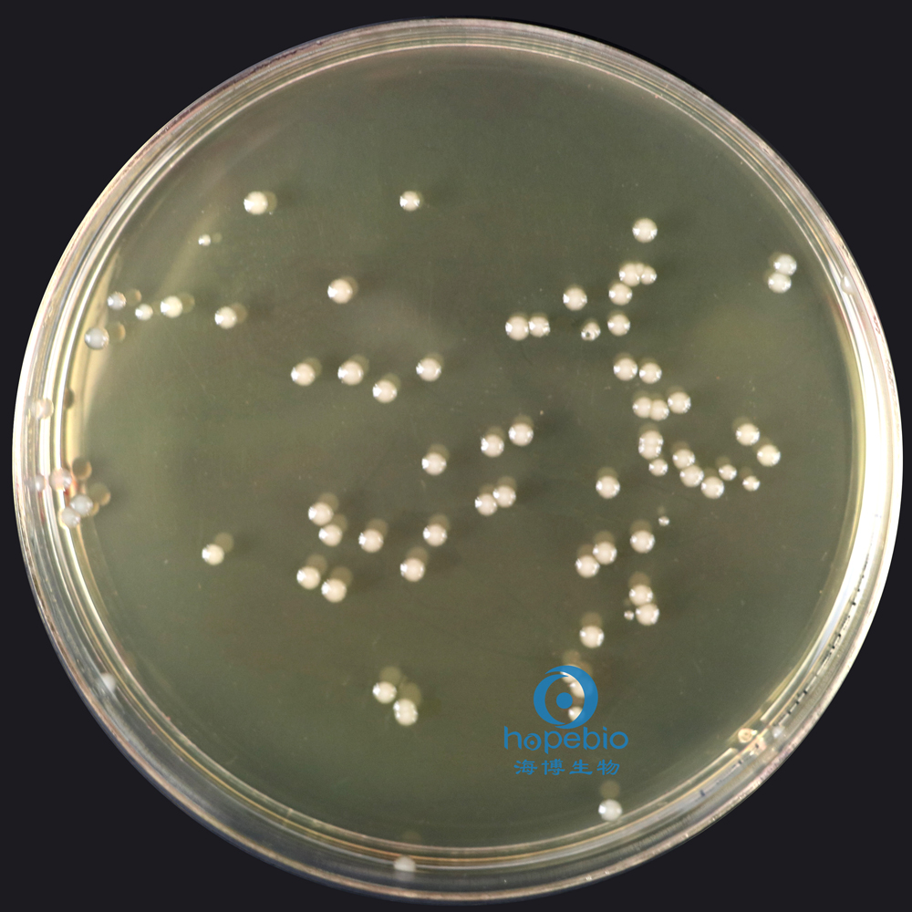 鼠伤寒沙门氏菌  无色大菌落