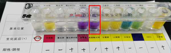 用接种环挑菌接种的试验结果（氨基酸对照管紫色，异常）