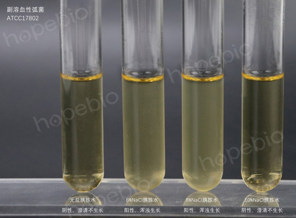 副溶血性弧菌嗜盐性实验特征