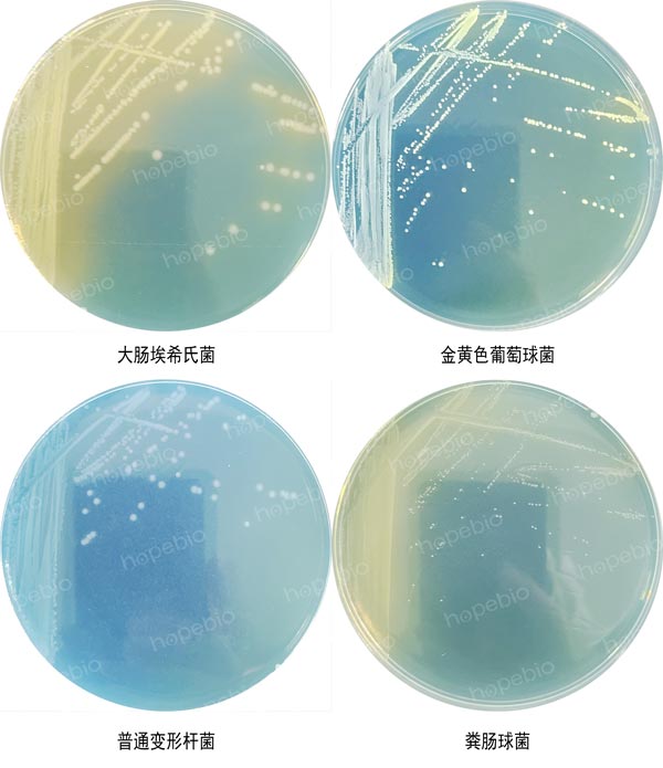 CLED培养基微生物质控结果