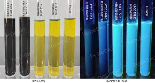 MFB培养基的微生物质控结果