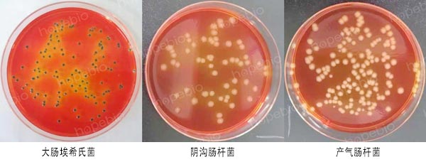 生长现象及结果观察