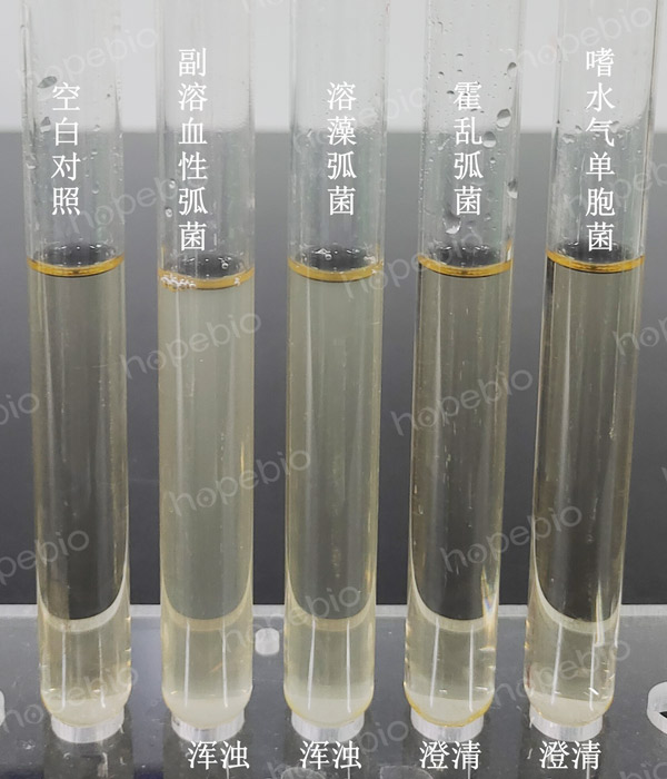 图1 60 g/L氯化钠蛋白胨肉汤微生物质控结果