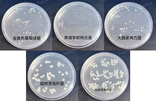 不同细菌在营养琼脂（NA）上的生长特征：