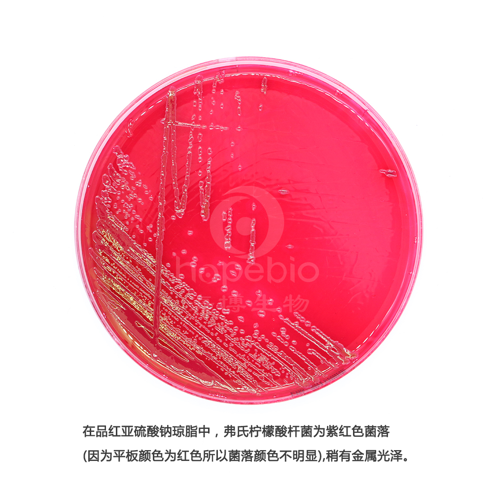 弗氏柠檬酸杆菌-品红亚硫酸钠琼脂
