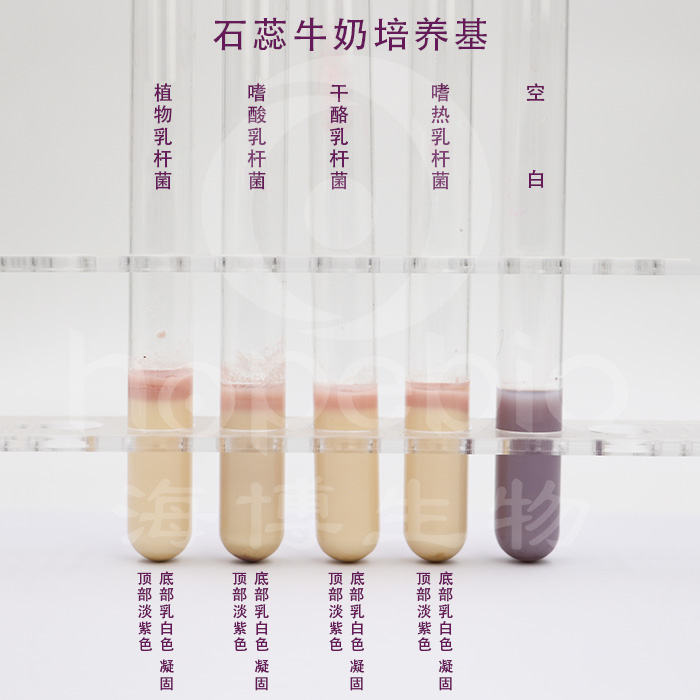 石蕊牛奶培养基