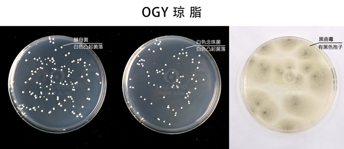 OGY琼脂