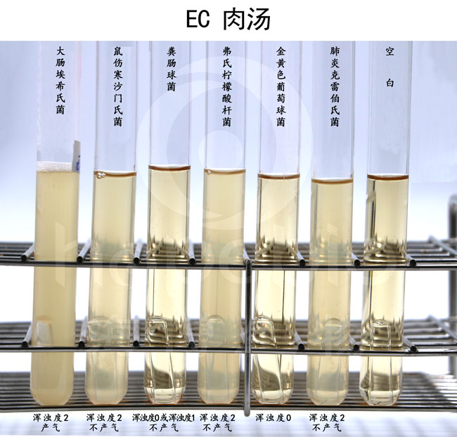 EC肉汤