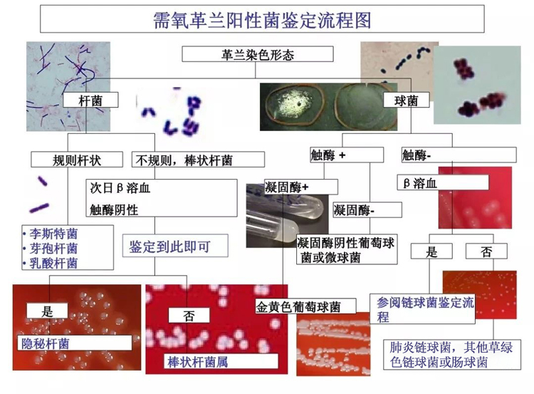 需氧革兰阳性菌鉴定流程图