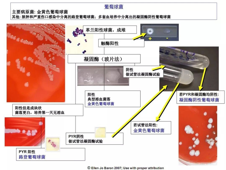 葡萄球菌的各项生化特征