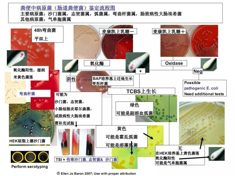 粪便中病原菌(肠道粪便菌)鉴定流程图