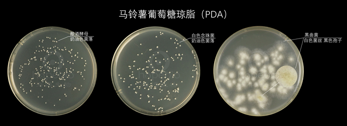 马铃薯葡萄糖琼脂（PDA）