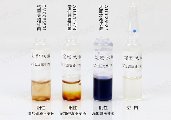 淀粉水解生化管