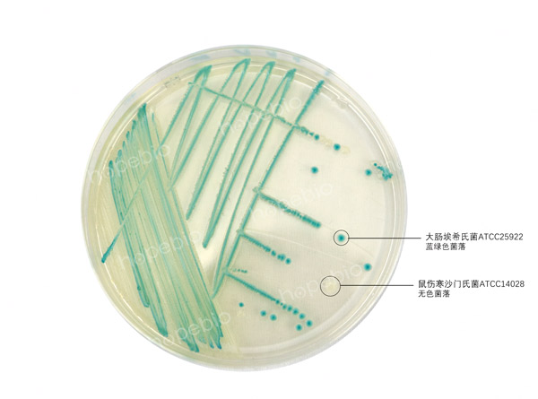 大肠杆菌显色培养基——大肠埃希氏菌、沙门氏菌