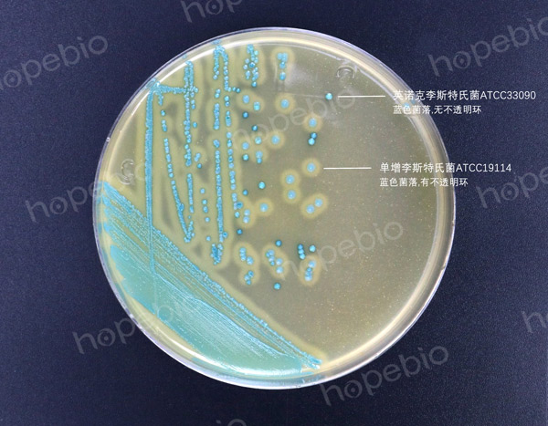 李斯特氏菌显色培养基——单增李斯特氏菌，英诺克李斯特氏菌
