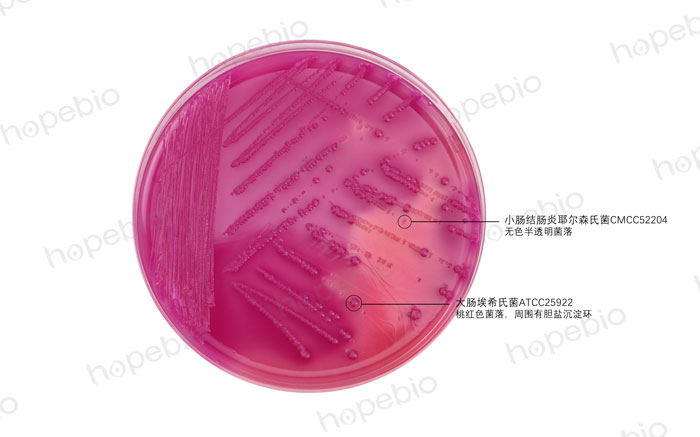 mac-大肠埃希氏菌