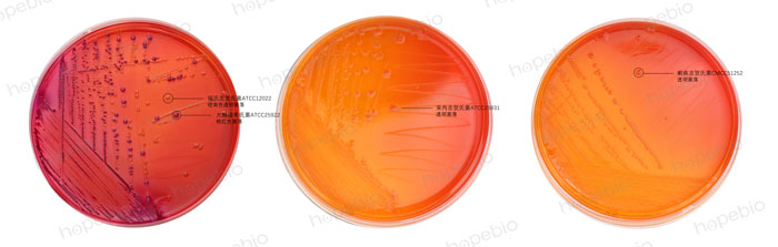 MAC-福氏志贺氏菌、大肠埃希氏菌、宋内志贺氏菌、痢疾志贺氏菌
