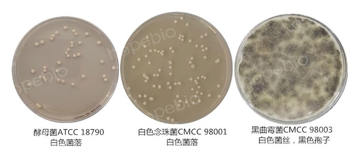 质控菌株在综合马铃薯培养基平板上的菌落特征