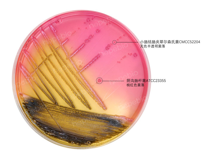 SS琼脂-阴沟肠杆菌