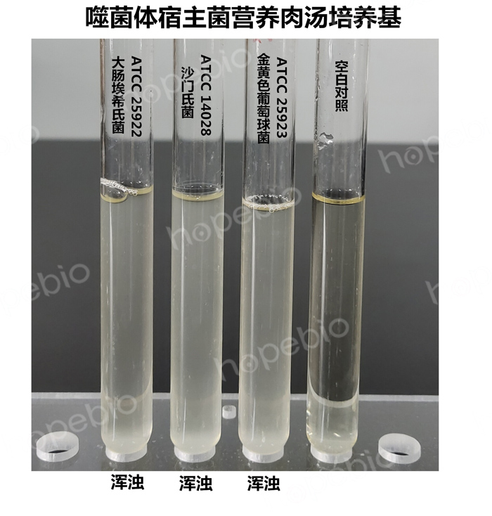 质控菌株在噬菌体宿主菌营养肉汤培养基中的生长情况