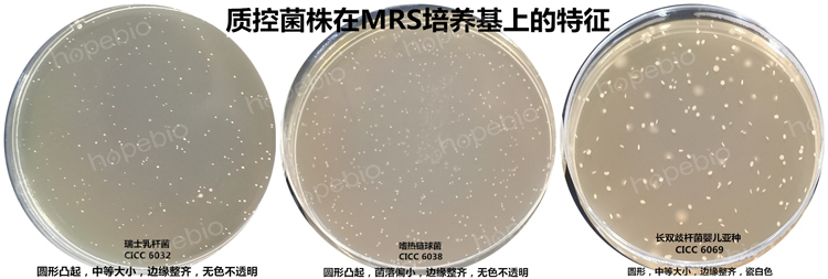 质控菌株在MRS培养基上的生长特征