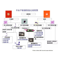 羊血平板菌落鉴定流程图/