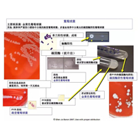 葡萄球菌的各项生化特征/