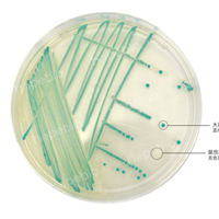 大肠杆菌显色培养基——大肠埃希氏菌、沙门氏菌/