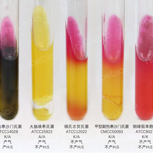 三糖铁斜面（TSI）