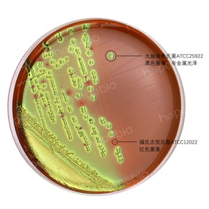 EMB混合菌-福氏志贺氏菌  大肠埃希氏菌