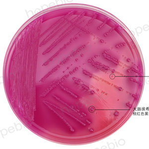 mac-大肠埃希氏菌 小肠结肠炎耶尔森氏菌