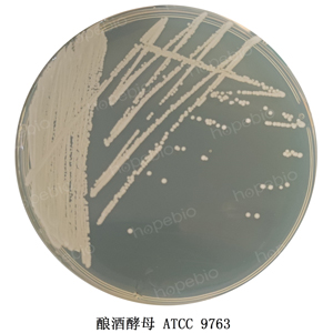 质控菌株在O03效价用培养基上的生长情况