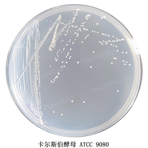 质控菌株在麦芽浸粉琼脂培养基上的生长情况